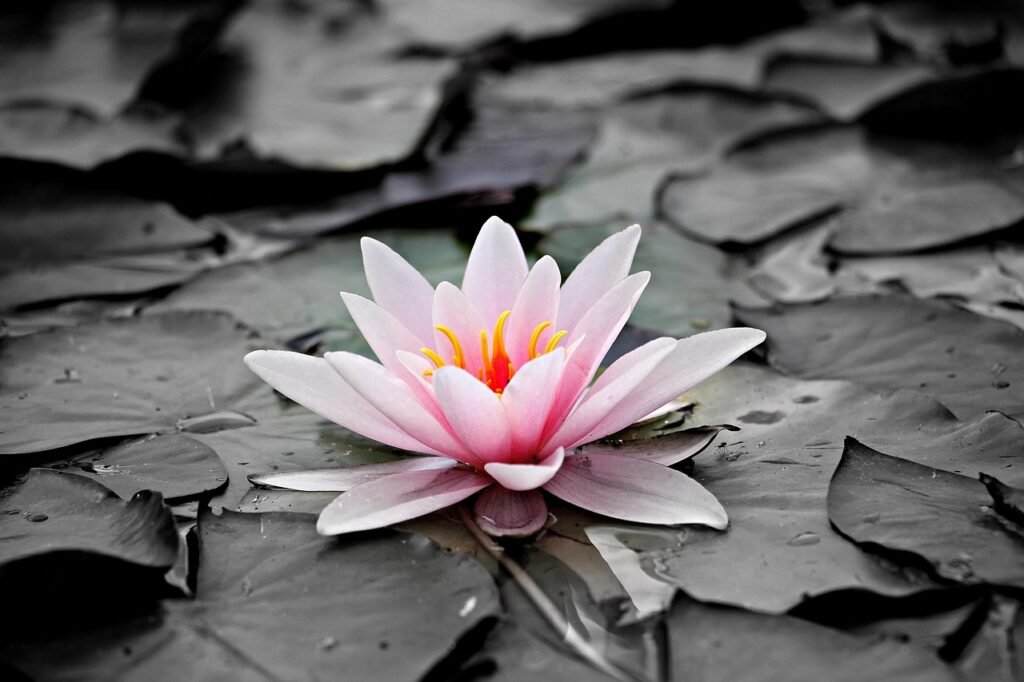 RTT® & Hypnotherapy Services Pink lotus flower on calm water symbolizing peace, healing, and transformation